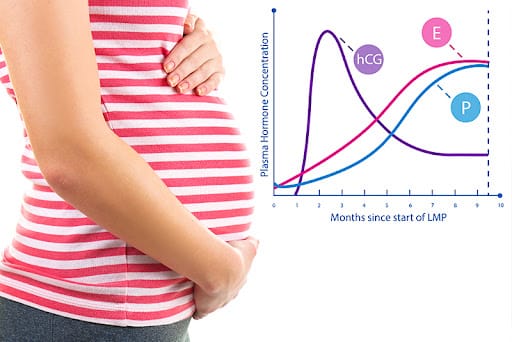What Does hCG Do to a Woman